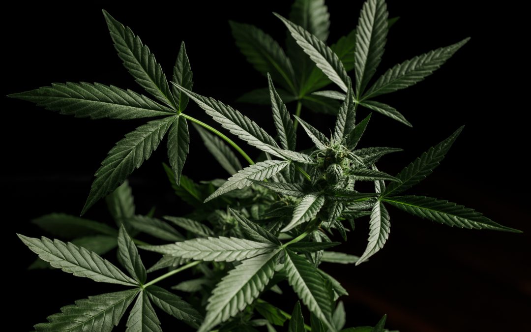 Is It Illegal to Smoke Marijuana